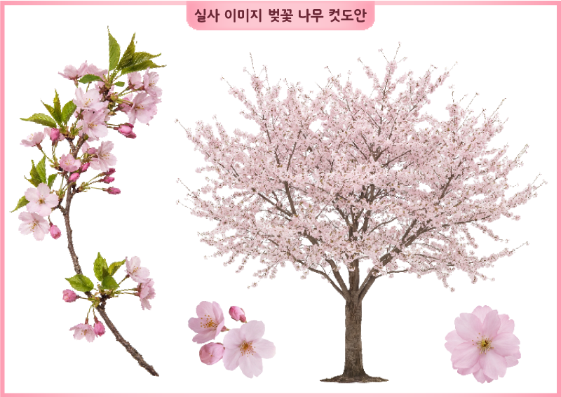 실사 이미지 벚꽃 나무 컷도안